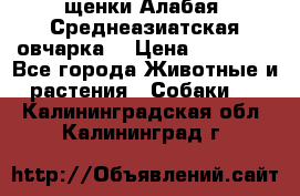 щенки Алабая (Среднеазиатская овчарка) › Цена ­ 15 000 - Все города Животные и растения » Собаки   . Калининградская обл.,Калининград г.